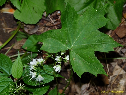 {Hydrophyllum canadense}